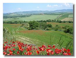 2011 05 19 Val d'Orcia fields of poppies and winter wheat